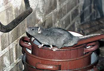 Rat Removal Project | Crawl Space Cleaning Los Angeles, CA