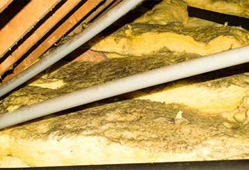 Attic Insulation Removal | Crawl Space Cleaning Los Angeles, CA