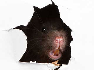 Rodent Proofing Services | Crawl Space Cleaning Los Angeles, CA