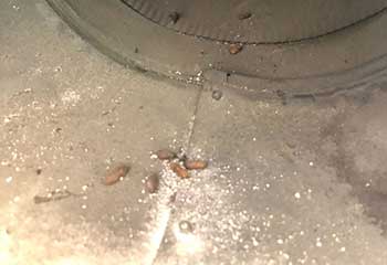 Rodent Proofing Project | Crawl Space Cleaning Los Angeles, CA