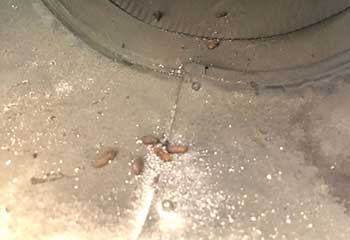 Rodent Proofing Project | Crawl Space Cleaning Los Angeles, CA Rodent Proofing Project | Crawl Space Cleaning Los Angeles, CA